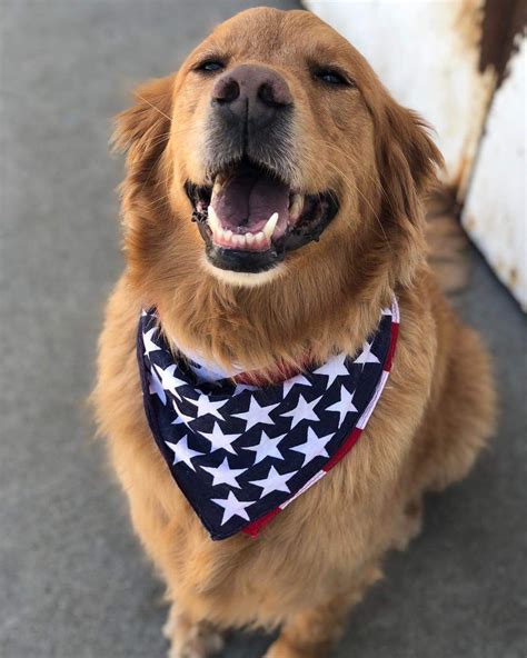 american dog dog heaven american dog golden retriever