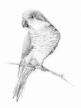 Parrot Quaker Parakeet Pen sketch template