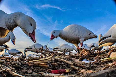 snow goose hunting illinois heartland lodge