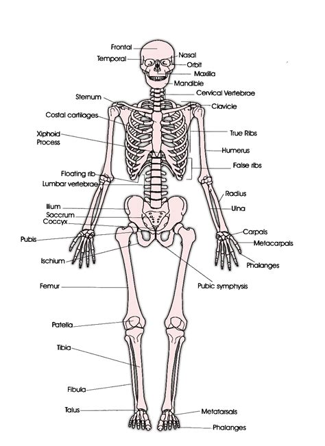 skeletal system skeleton diagram
