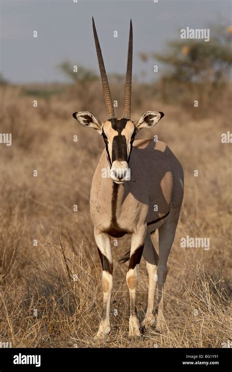 beisa oryx east african oryx oryx beisa samburu national reserve kenya east africa