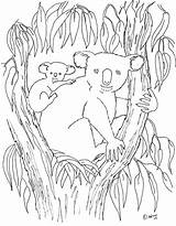 Koala Pages Coloriage Misie Domku Swoim Kolorowanka Eucalyptus Colorier Koalas Druku Animalplace Coloringme Drukowanka Wydrukuj Malowankę Couleure sketch template