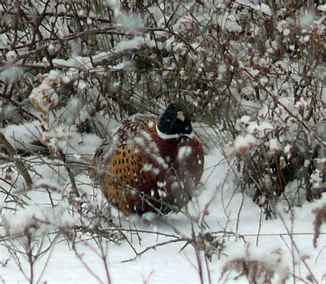 Wellsboro Pa Winter Ring Neck Pheasant Photo Picture Image