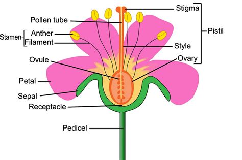 pollination and fertilisation worksheet from times tutorials