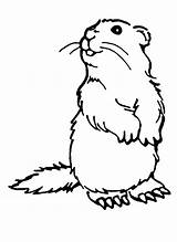 Woodchuck Coloring Pages Groundhog Print Groundhogs Color Printable Chuck Wood Sheets Printables Colouring Ink Low Animal Printcolorfun Crafts Kids Dog sketch template