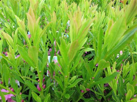 crowea saligna wholesale nursery nurseries  melbourne sydney