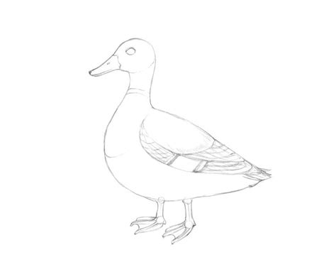 duck drawing pencil sketch colorful realistic art images drawing