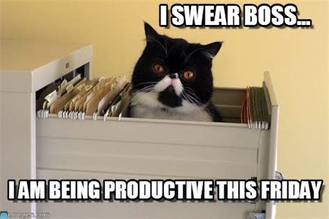 Happy Friday Cat Memes Image Memes At