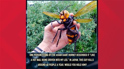 What Is A Murder Hornet