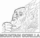 Gorilla Coloring Pages sketch template