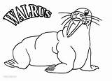 Walrus Coloring Pages Printable Cool2bkids Kids sketch template