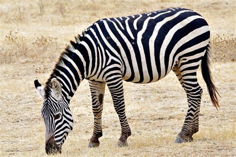 zebra grazing equus quagga serengeti national park tanza flickr