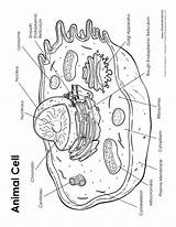 Cell Labeled Animal Diagram Printable sketch template