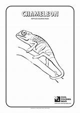 Coloring Pages Chameleon Reptiles Blue Frog Amphibians Cool Tree Lipped Drawing Madagascar Whale Getdrawings Whales Designlooter Print sketch template