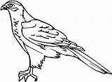 Falcon Outline Bird Coloring Pages Netart Search sketch template