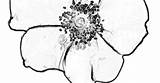 Cherokee Rose sketch template