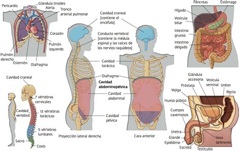 anatomia  set