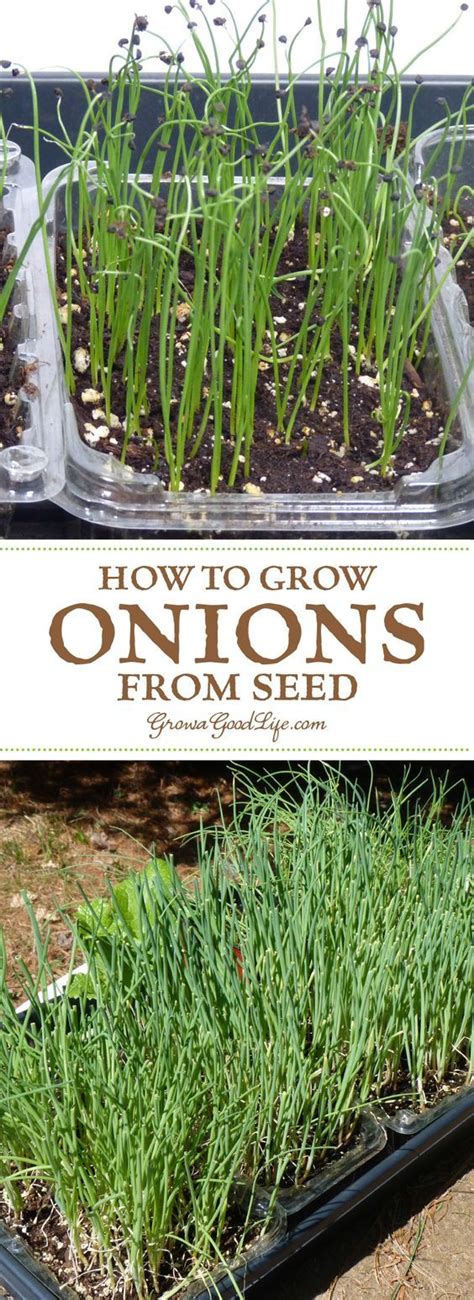 grow onions   garden