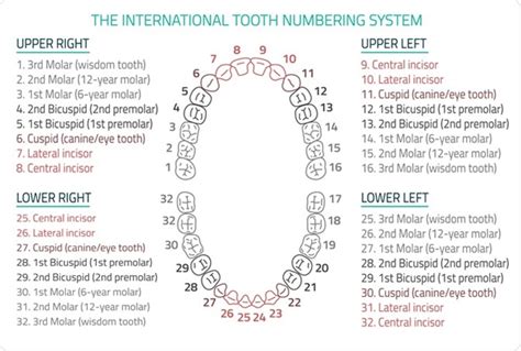 numbering  teeth chart