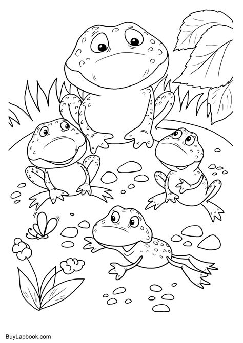 life cycle   frog  coloring pages buylapbook