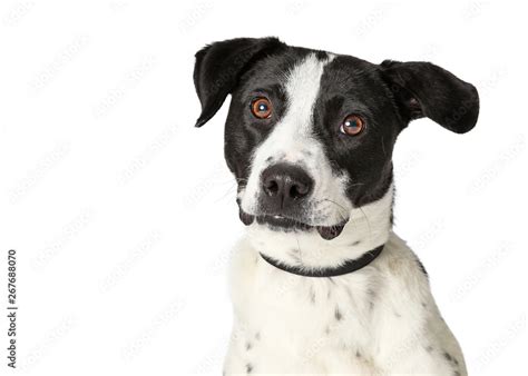 black  white spotted dog breeds