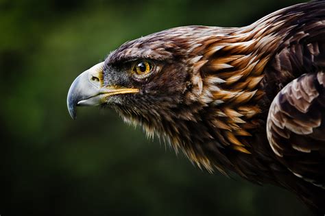eagle totem animal spirit guide  eagle powers wisdom formu spirilutioncom