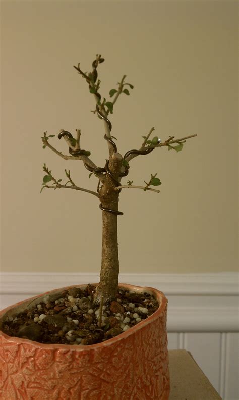 bodhisattva bonsai shohin boxwood   shohin privet