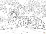 Tiger Coloring Pages Sumatran Adult Printable Drawing Adults Print Tigers Laying Down Colouring Supercoloring Animal Color Jungle Step Main Drawings sketch template