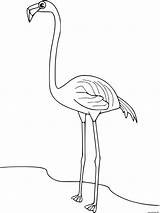 Flamant Flamingo2 sketch template