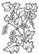 Ribes Pianta sketch template