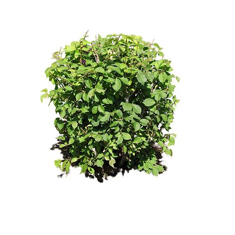 bush plant png image transparent image  size xpx