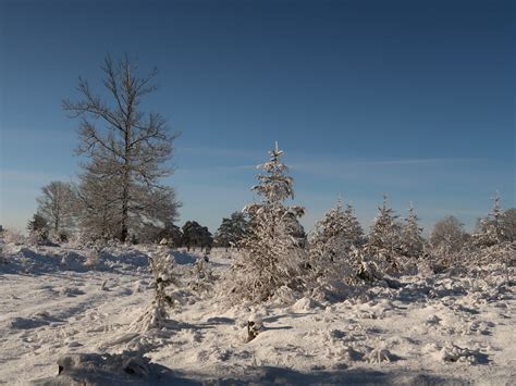 sneeuwdek en strak blauwe lucht het decor van de leeuwerikenexcursie noordwest overijssel