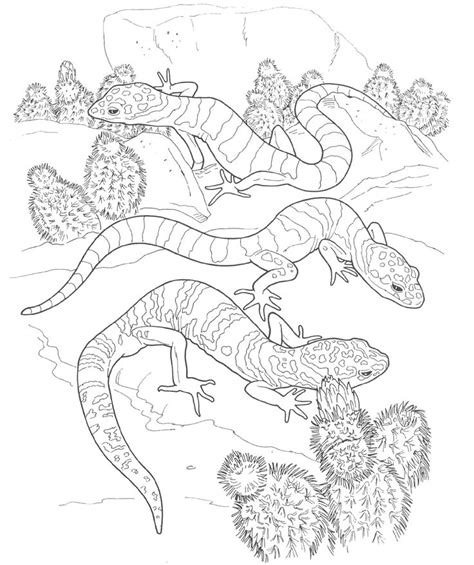 animal coloring pages desert animals coloring desert animals