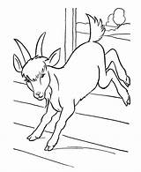 Capra Goat Bode Colorat Planse Desenho Bauernhoftiere Saltando Kozy Ziege Desene Iezi Ied Capre Animale Kolorowanka Kolorowanki sketch template