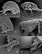 Afbeeldingsresultaten voor "bathyporeia Gracilis". Grootte: 144 x 185. Bron: www.researchgate.net