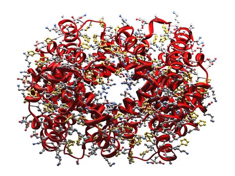 Proteinsyntes – Läromedel Till Lektion I Biologi åk 7 8 9