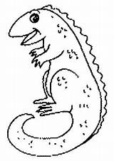 Hagedis Kleurplaten Iguana Animaatjes Kleurplaat sketch template