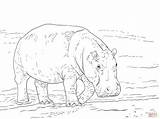 Coloring Pages Hippopotamus Pygmy Printable Drawing Skip Main sketch template