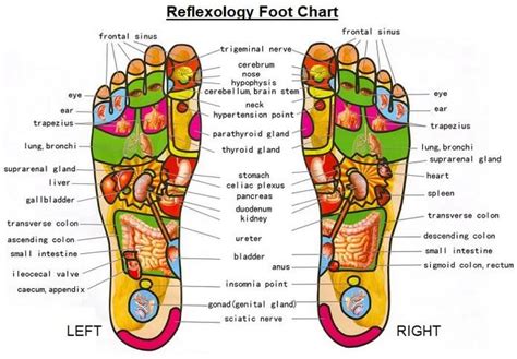 Titik Refleksi Kaki Kanan Gambaran