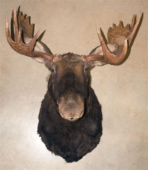 large mounted moose head