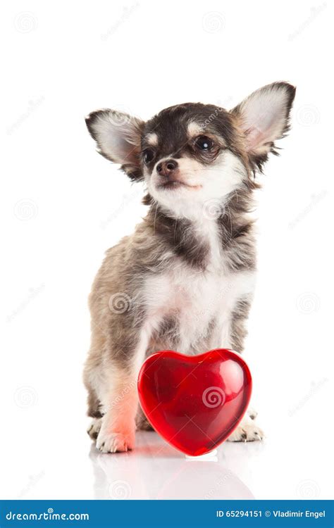dog heart isolated  white background love stock image image