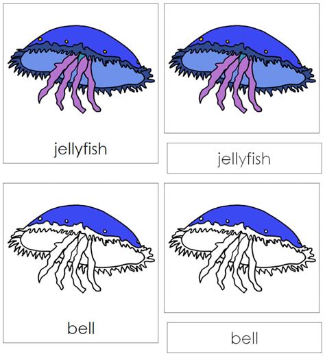 parts   jellyfish nomenclature  part cards montessori etsy
