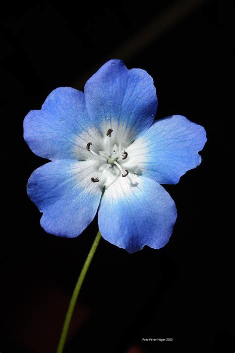 blue flower  stock photo public domain pictures