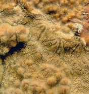 Afbeeldingsresultaten voor "antho Coriacea". Grootte: 176 x 185. Bron: www.habitas.org.uk