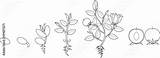 Crecimiento Planta Etapas Floreciente Colorea Semilla Grow sketch template