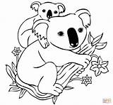 Coloring Koala Pages Baby Back Mother Printable Drawing sketch template