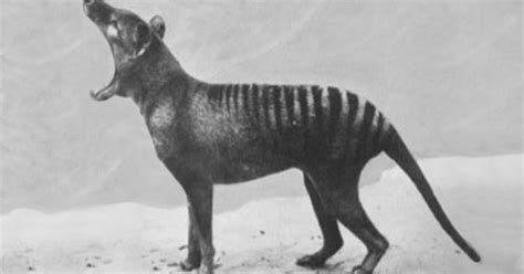 rare footage  animals    extinct petapixel