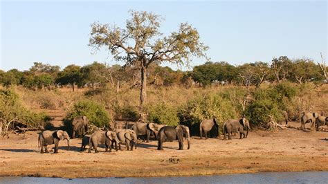 Chobe National Park Drive Botswana