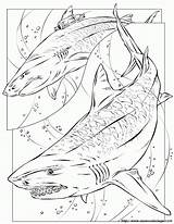 Megalodon Tiger Coloring Shark Pages Printable Sharks Drawing Print Coloriage Color Requin Getcolorings Book Getdrawings Colorin Tattoo Books Popular Deviantart sketch template