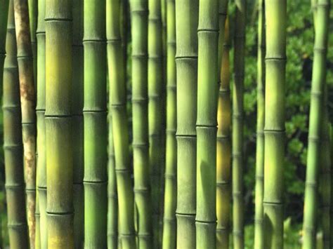 bamboe bamboo palma verde exoten